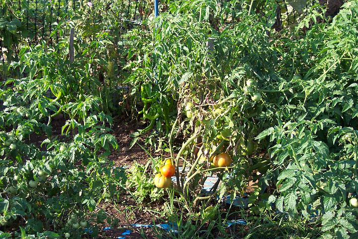 My tomatoes 108.jpg